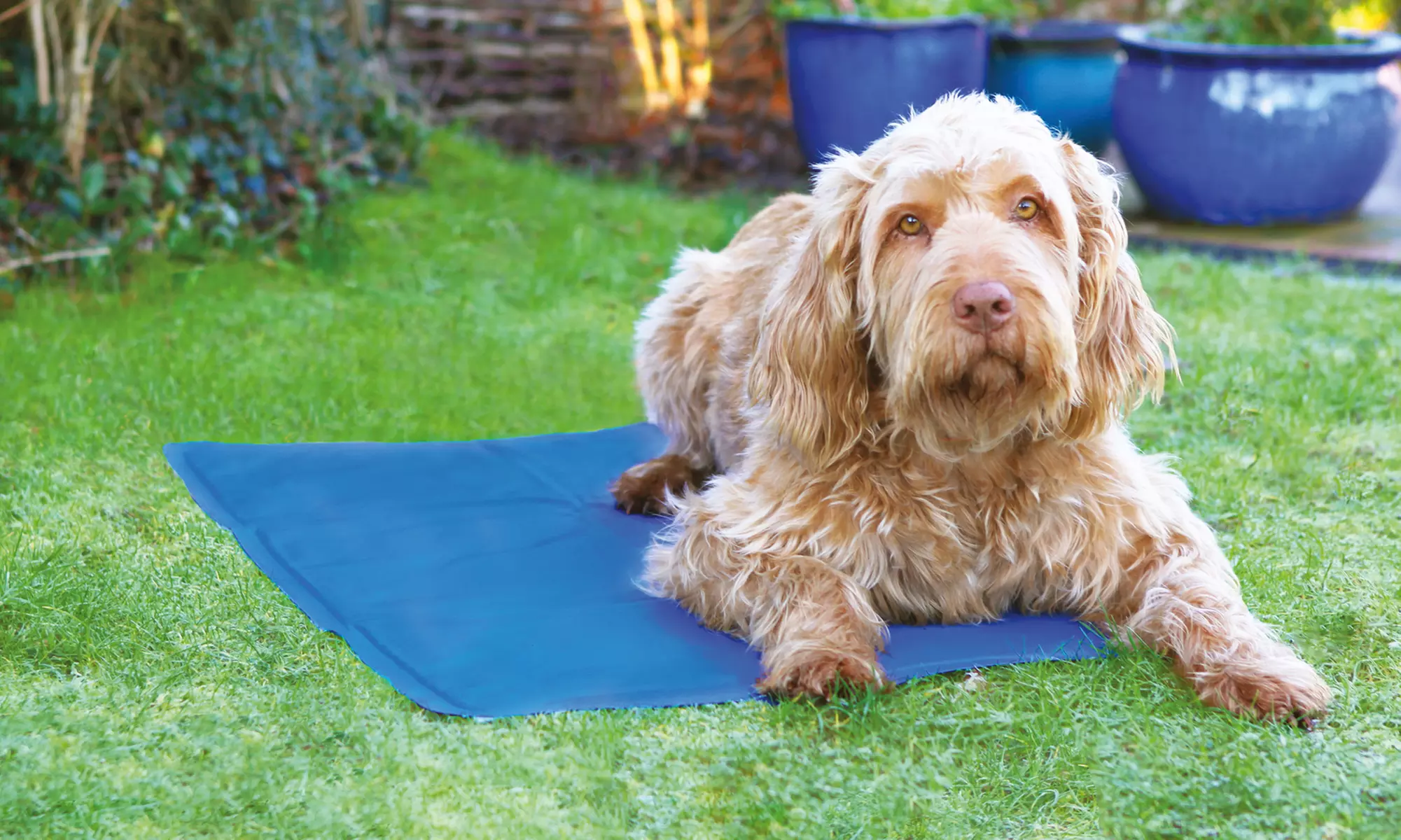 Tapis refroidissant pour animaux - Primary Image
