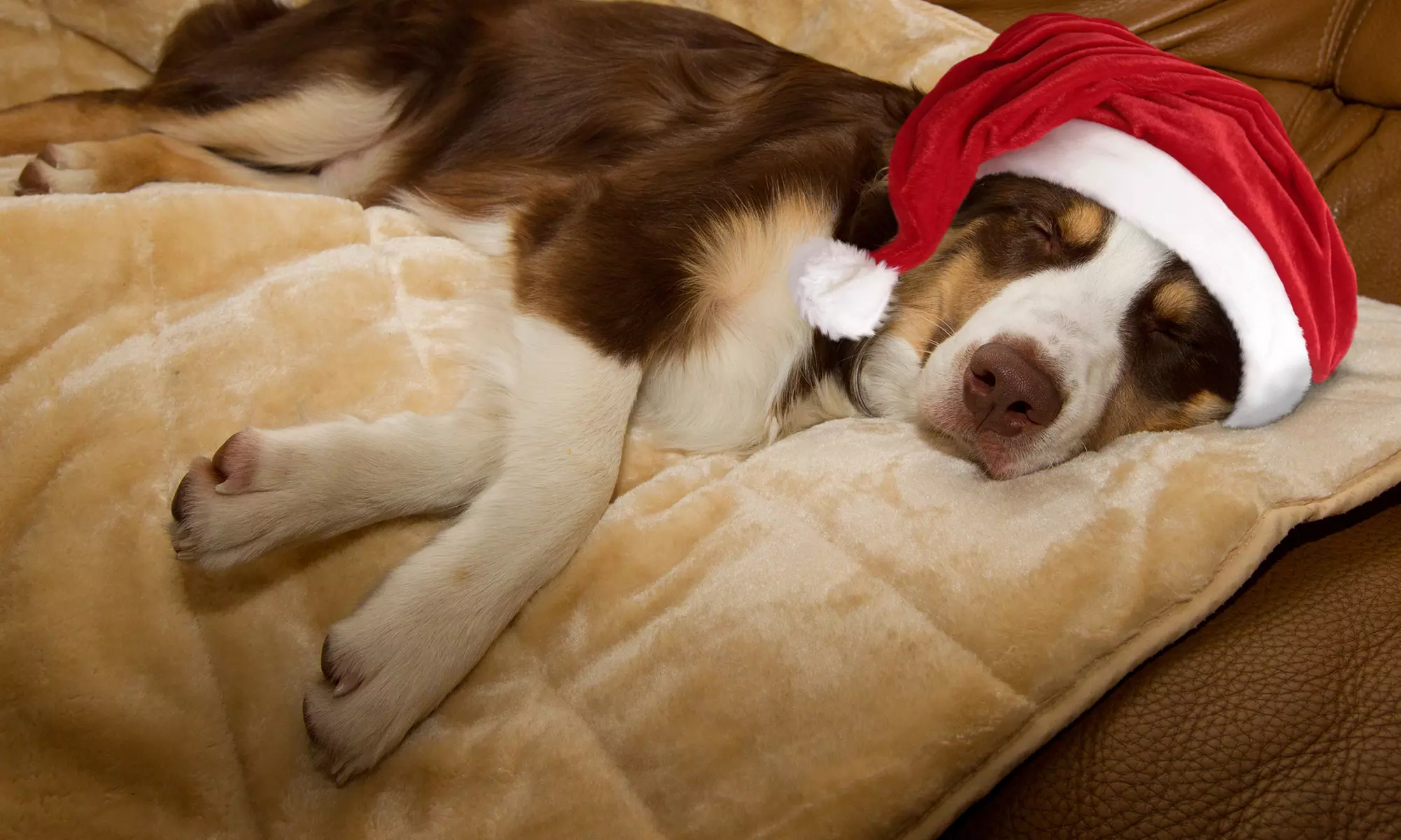 Furhaven Quilted Pet Sofa Throw from $12.99- $14.99 - Primary Image