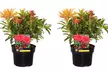 2 ou 4 plants de Pieris "Forest Flame" 25-40 cm Rootz - Second Medium