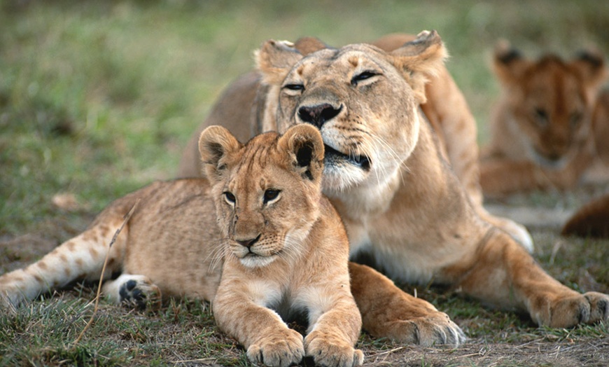 Eight-Day Tour of Tanzania with Airfare in - Arusha, TZ | Groupon Getaways