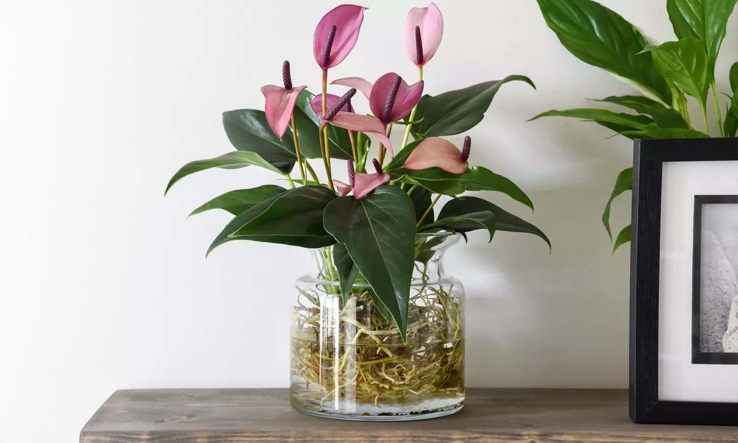 Anthurium Aqua in Sierglass Pot