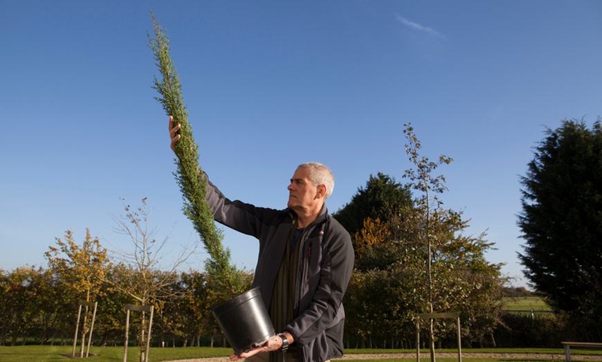 Image 6: Two Large Italian Cypress Trees, 120-140cm