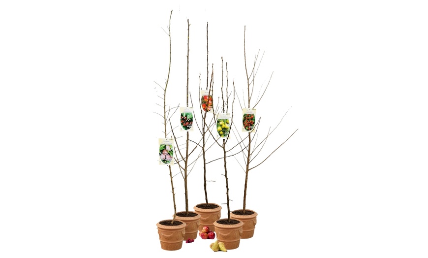 Image 19: Arbres fruitiers XXL