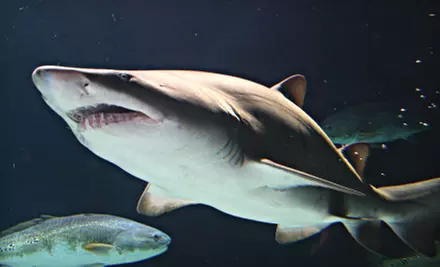 $25 for “Sharks After Dark” Event for Two at Sea Life Minnesota Aquarium (Up to $49.98 Value). Three Dates Available. - Primary Image