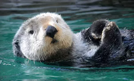 Seattle Aquarium Visit for One or Two Adults (Up to 40% Off) - Primary Image