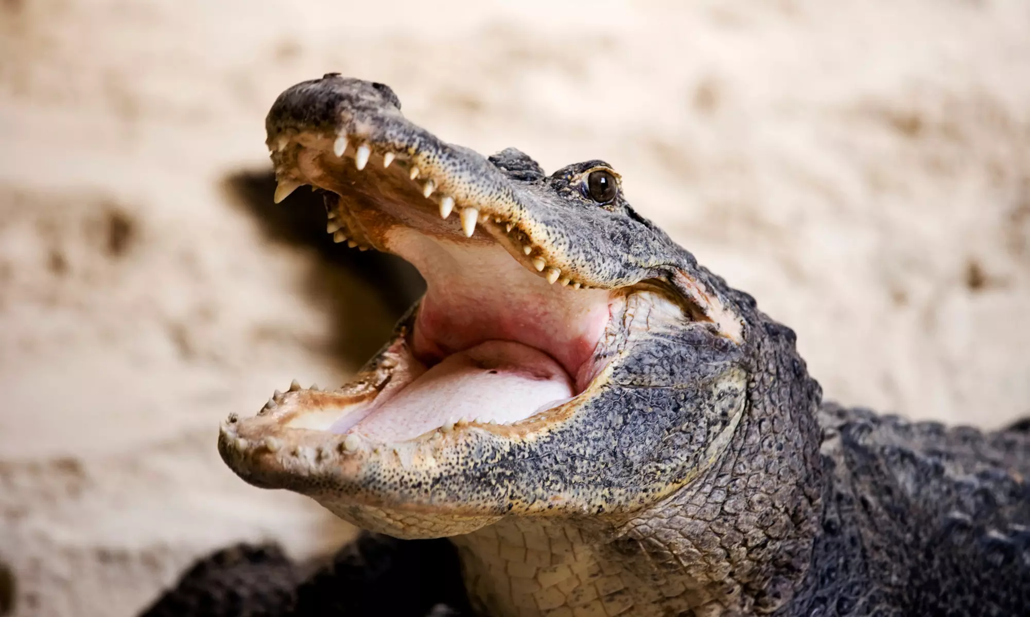 City Tour, Everglades Tour, or Tour of City and Biscayne Bay from Safari Tours (Up to 49% Off) - Primary Image