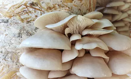 $13 for an Oyster Mushroom Introductory Grow Kit from Everything Mushrooms ($25 Value) - Primary Image