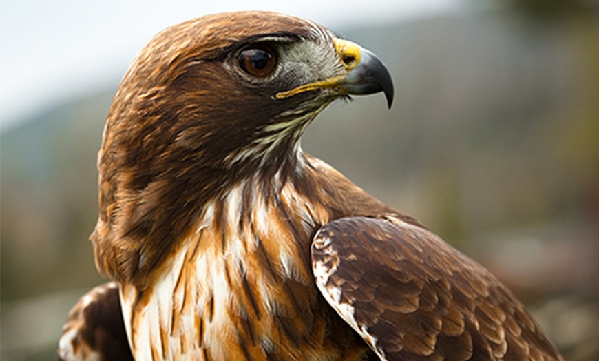 Image 2: Bird of Prey Centre Entry