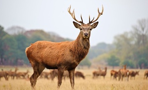 De Hoge Veluwe: tweepersoonskamer of Loft incl. ontbijt en diner(s)