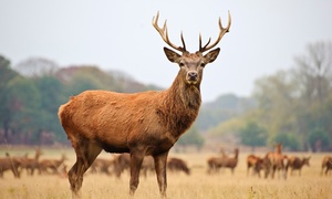 De Hoge Veluwe: tweepersoonskamer of Loft incl. ontbijt en diner(s)