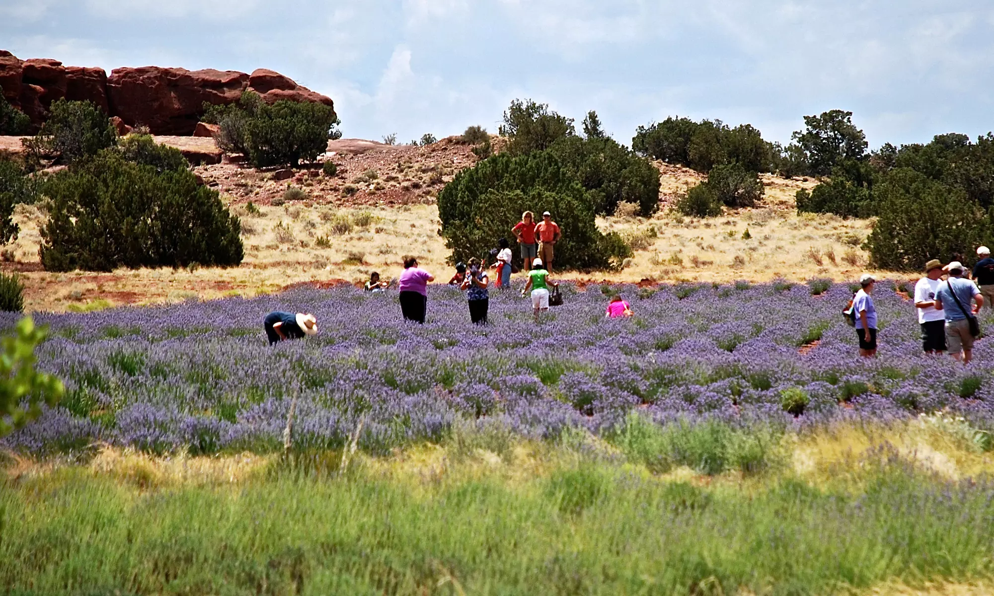 Admission for Two or Four to the Red Rock Lavender Festival with Pick-Your-Own Lavender Bouquets (Up to 54% Off) - Second Medium