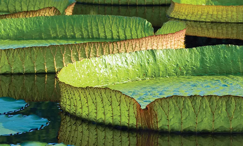$9 for a Visit to Longwood Gardens (Up to $18 Value) - Second Medium