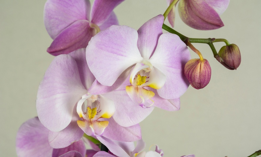 Image 3: Moth Orchid