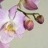 Image 3: Moth Orchid