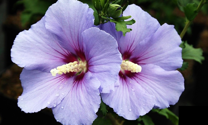 Image 4: Pianta Hibiscus tricolore