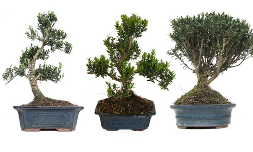 Image 3: Bonsai boompjes