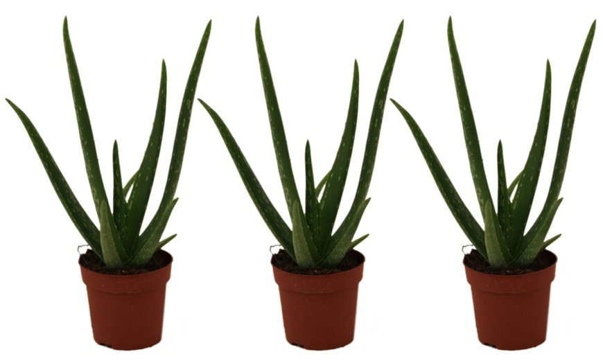 Image 7: Aloe Vera 10.5 cm Pot - One, Two or Three Plants