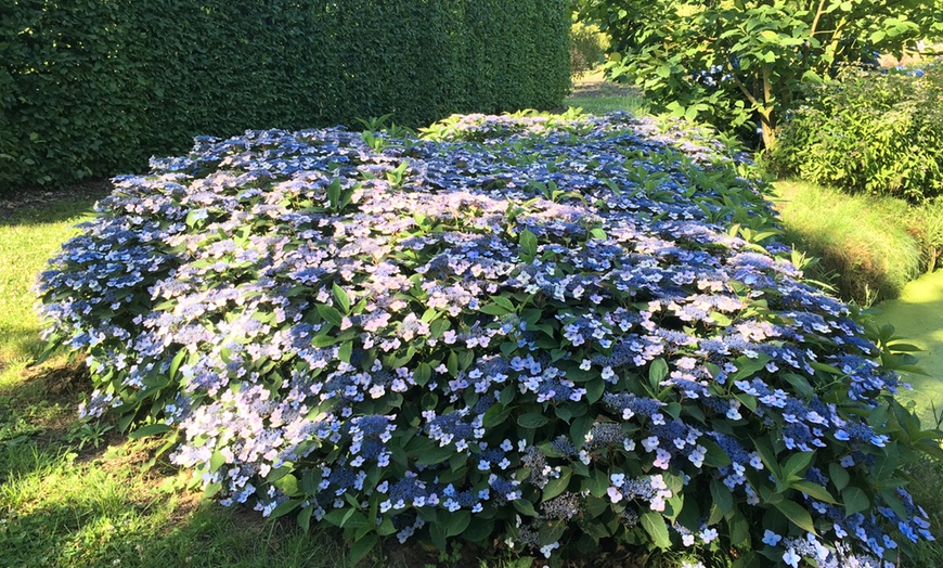 Image 1: Set di 2 piante di Hydrangea Hortensia