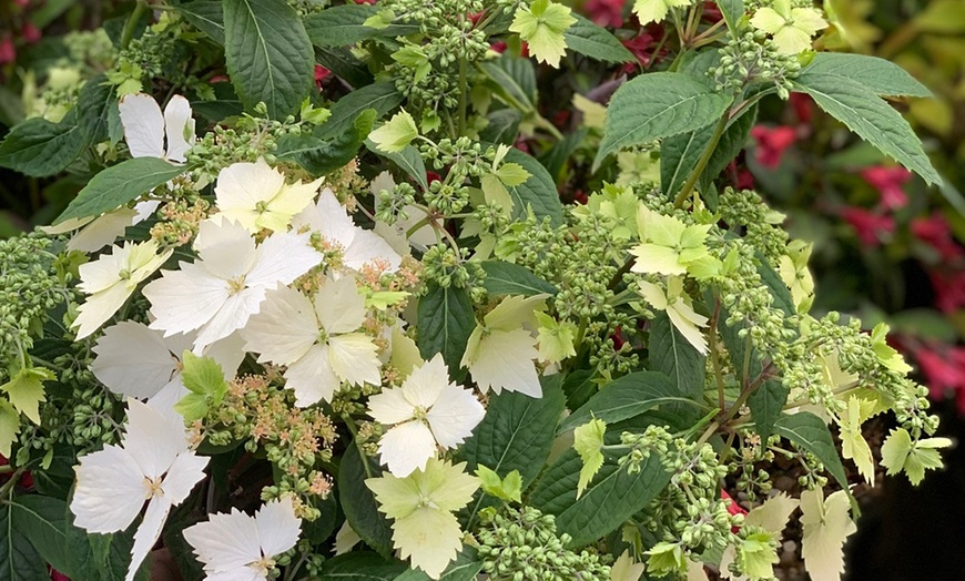 Image 3: One or Two Hydrangea Cloud Nine Plants