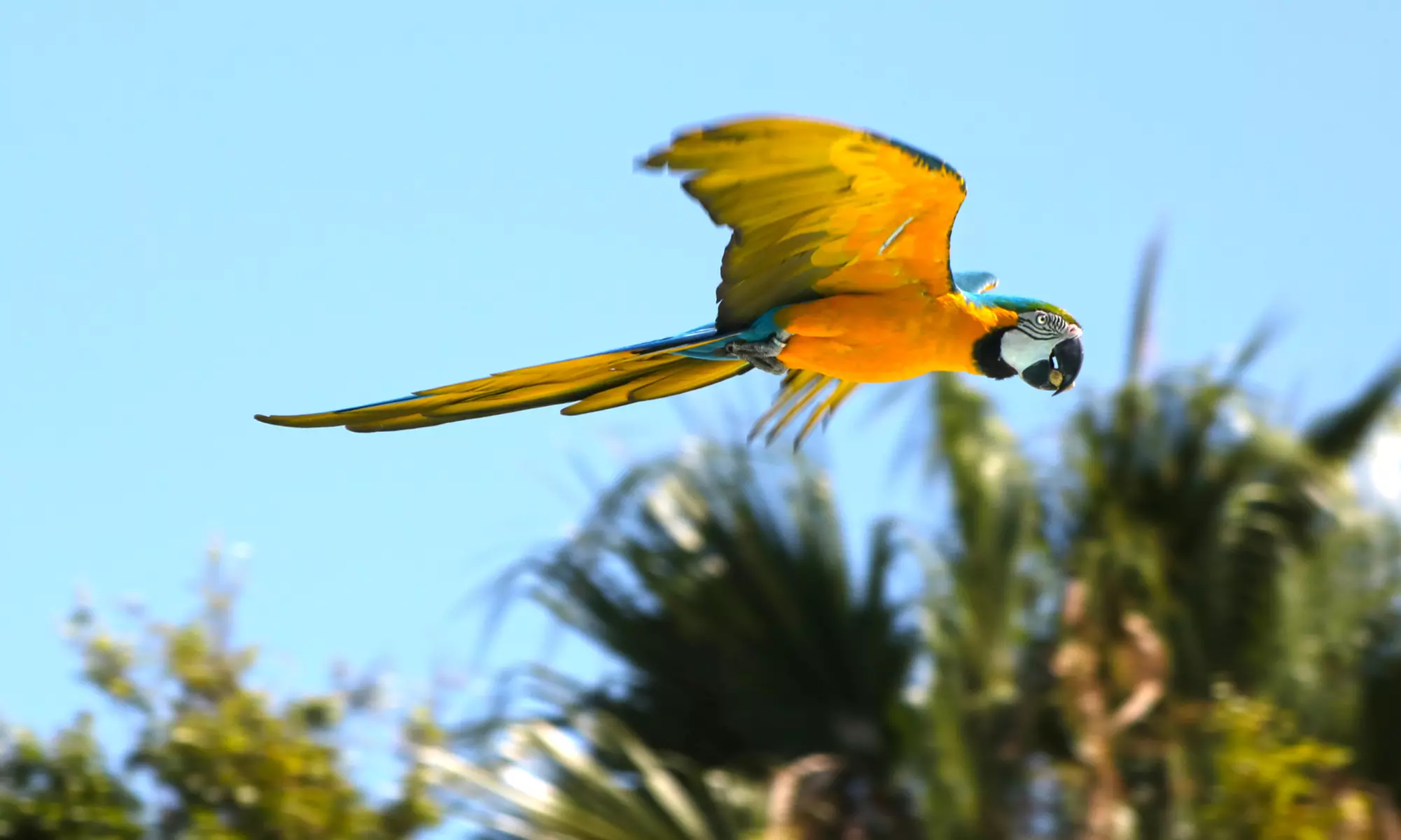 Entrada de día a elegir a Selwo Marina, Aventura y/o teleférico