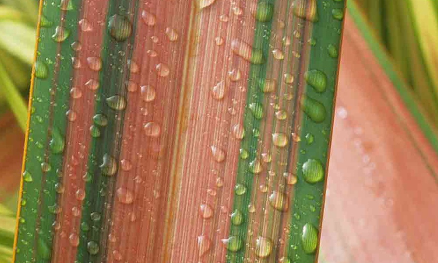 Image 3: Phormium Funky Foliage collection