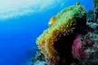 Scuba diving or Fujairah Diving or Snorkeling Trip at Goblin Diving Center( Up to 50% Off) - Image 6