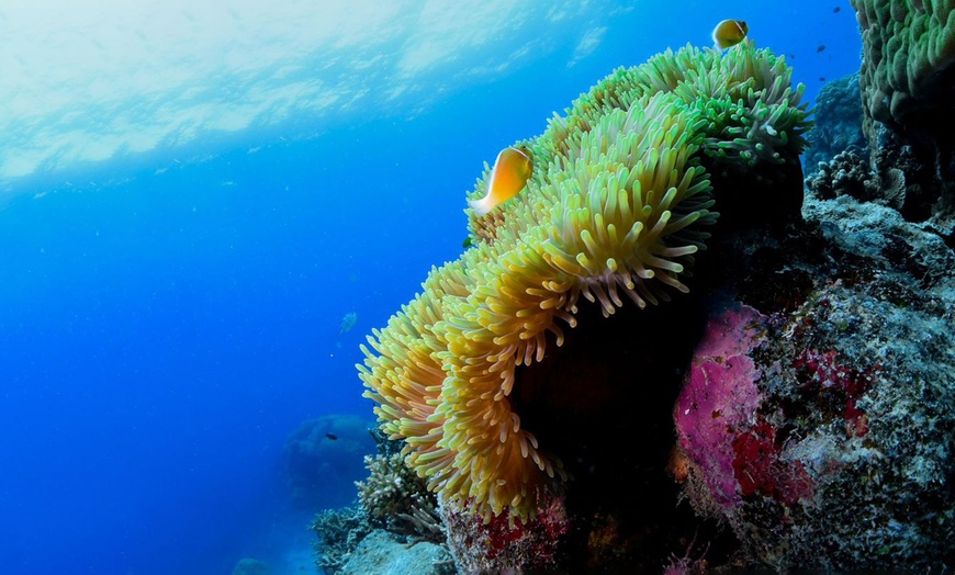 Image 6: Scuba or Fujairah Diving or Snorkeling at Goblin Diving Center