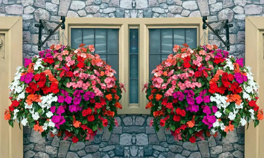 Busy Lizzie 'Beacon Mixed’ - 12, 30 or 60 Plants