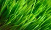 One or Two Months of Lawn Mowing from Scrubnik Landscape (Up to 54% Off) 