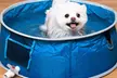 Coco Jojo Pop Up Pet Dog Bath and Pool - Second Medium