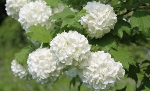 Viburnum Opulus Snowball 9cm Pot - One, Two or Three Plants