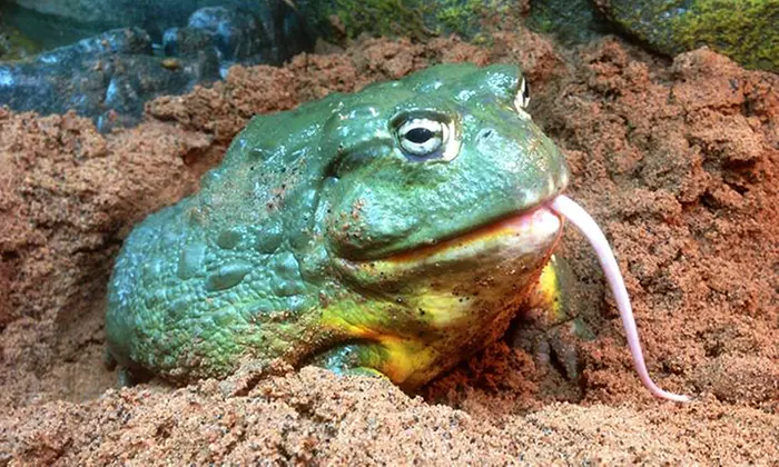 Reptile and Amphibian Pet Supplies at The Serpentarium Retail (Up to 50% Off). Three Options Available. - Primary Image