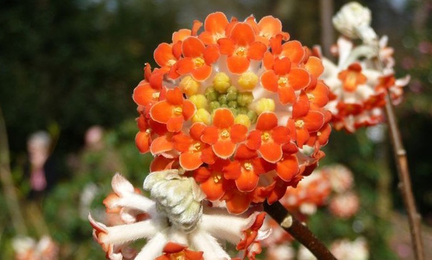 Image 2: Plante Edgeworthia Red Dragon