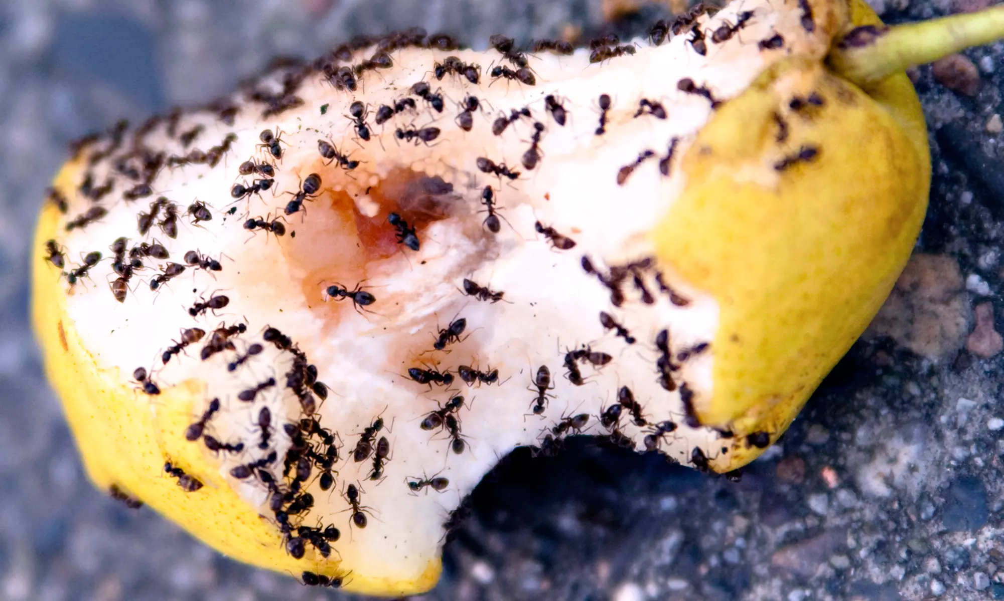 $45 for $150 Worth of Pest-Control Services from Bug Brigade - Primary Image