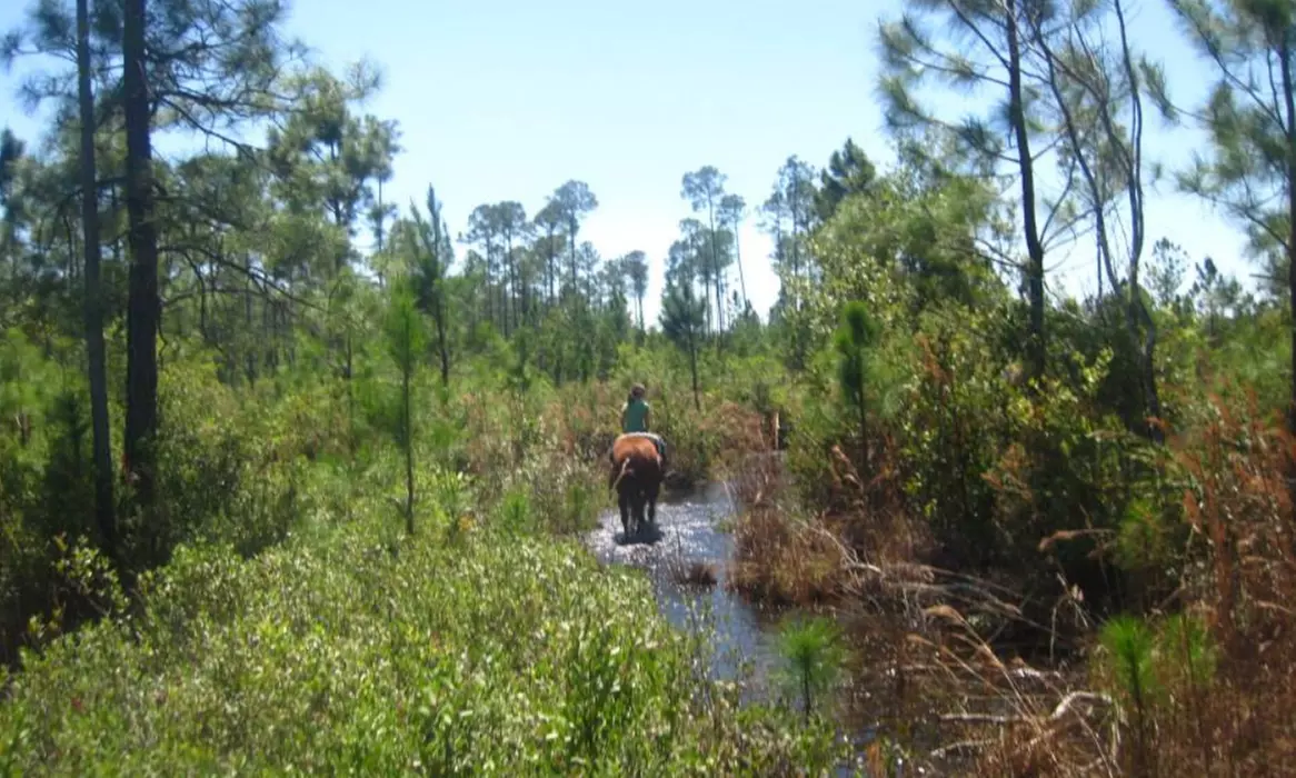 60-Minute Private Horseback Trail Ride for Two or Up to Four from Makin' Tracks Trail Rides (Up to 31% Off) - Primary Image