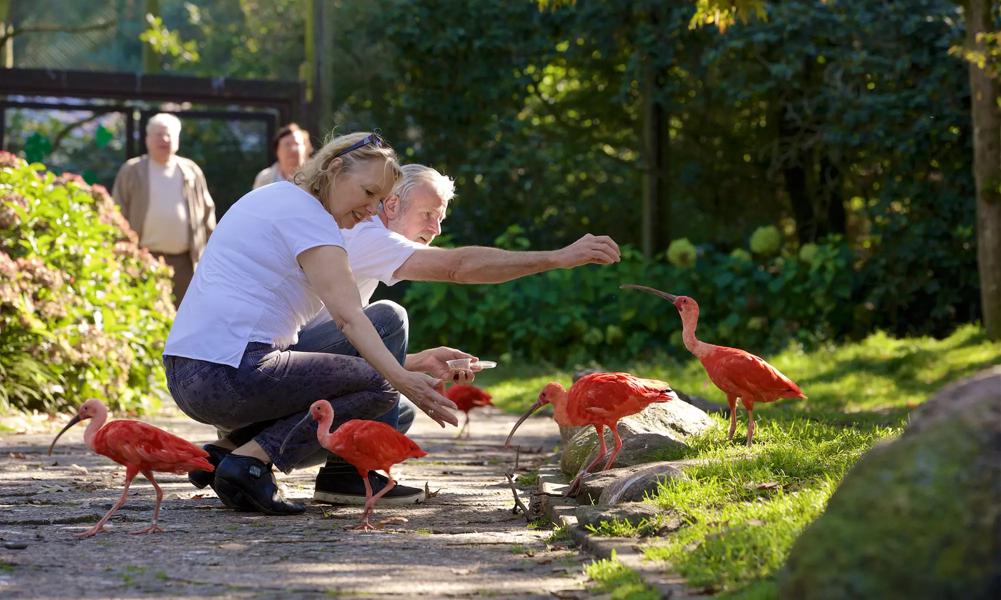 Tageskarte Weltvogelpark Walsrode