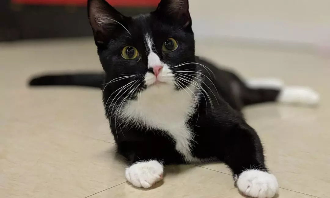 One-Hour Admission for One, Two, or Four to Catnip Cat Cafe (Up to 30% Off) - Primary Image
