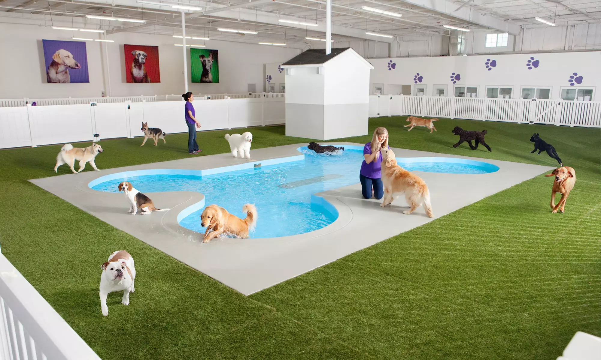 Two, Four, or Seven Nights of Dog Boarding Plus 50% Off Airport Parking at Paradise 4 Paws (Up to 61% Off)   - Primary Image