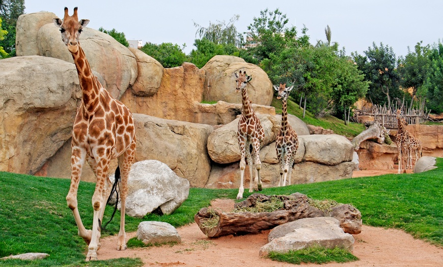 Image 2: ¡Descubre la selva en la ciudad en Bioparc Valencia!