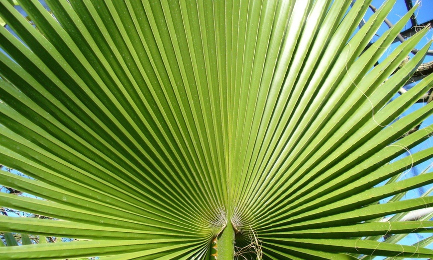 Image 2: Lot de 3 palmiers d'extérieur