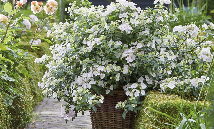 Image 7: Hydrangea Hybrid Runaway Bride