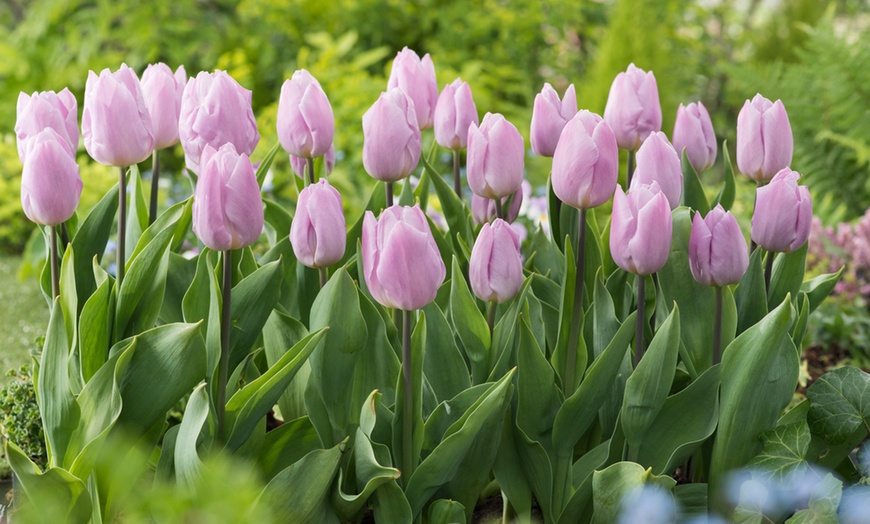 Image 4: Set van 40 bloembollen voor tulpen