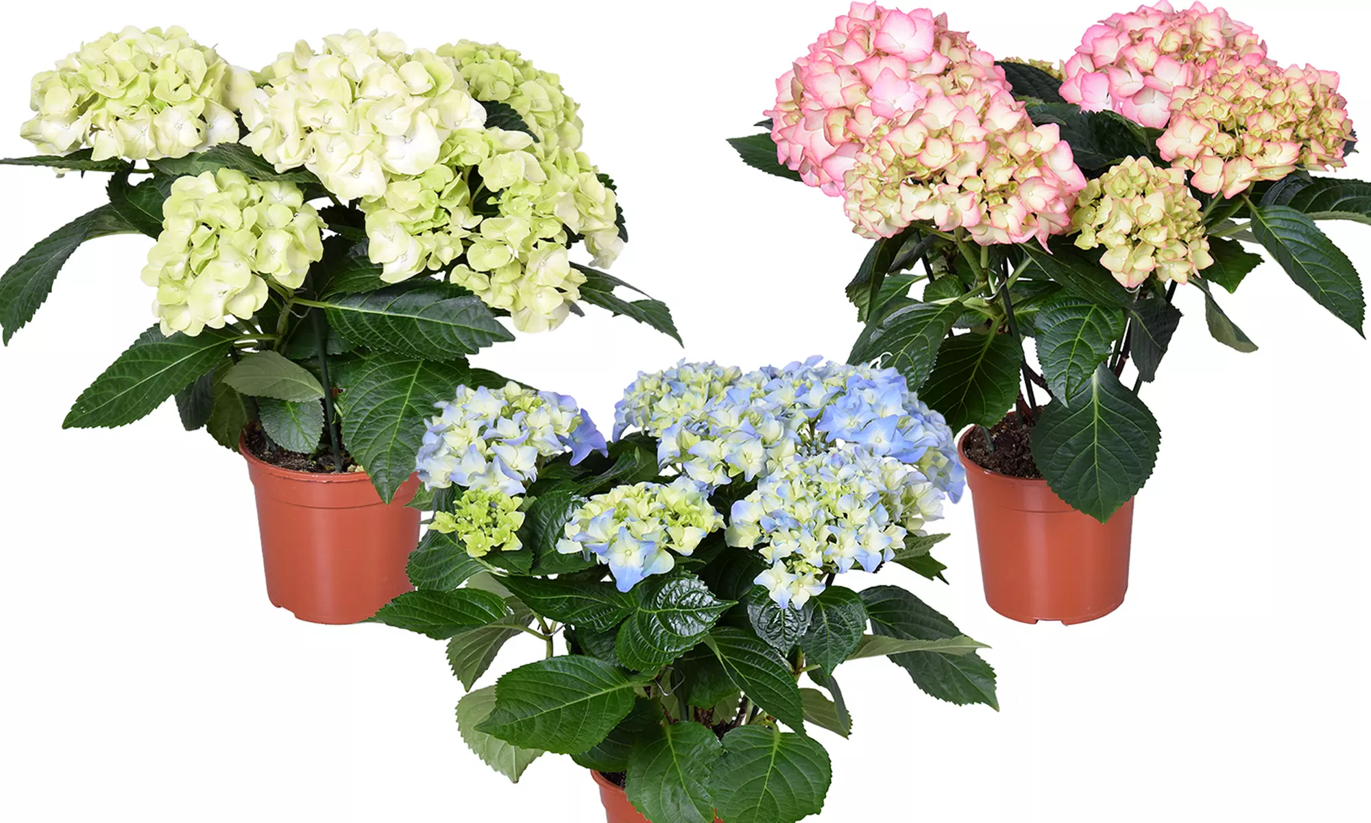 1 ou 3 plants d'hortensias macrophylla rustiques 30-40 cm, couleur au choix - Primary Image