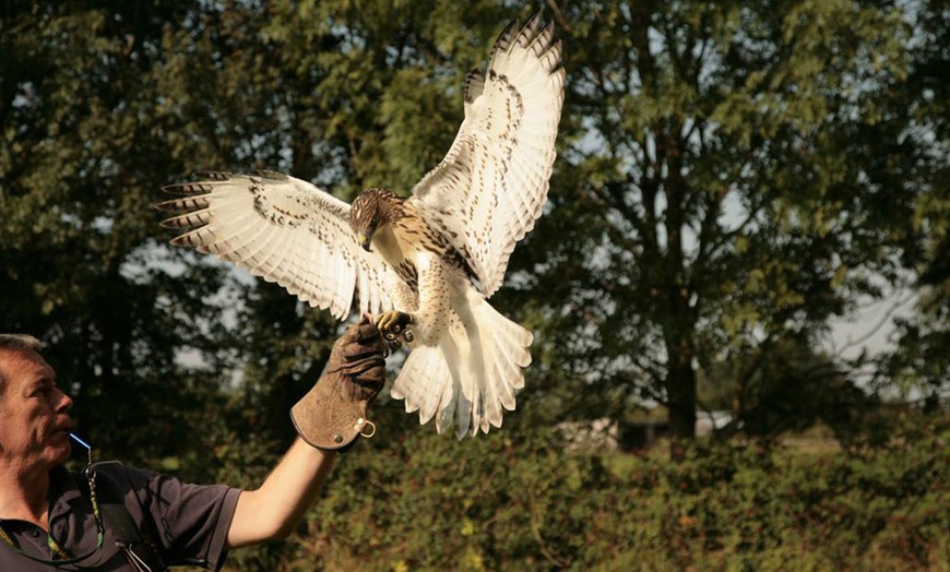 Image 12: Three-Hour Falconry Experience