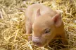Pet and Play for Up to Four or Pig Enthusiast Experience for One or Two at Kew Little Pigs (Up to 33% Off) - Second Medium
