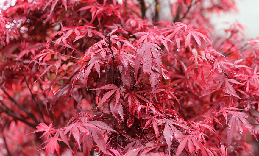 Image 3: Érable japonais nain en pot