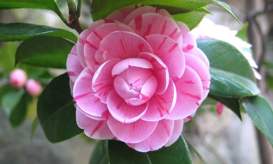 Image 8: Set van 3 of 6 Japanse rozen 'Camellia' van OH2