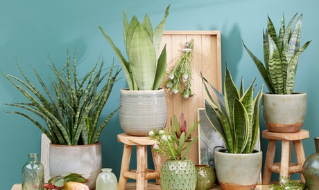 Set di 2 o 4 piante Sansevieria Snake Plant disponibili in 4 tipologie