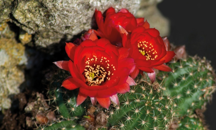 Image 4: Up to Three Hardy Garden Cactus Plants