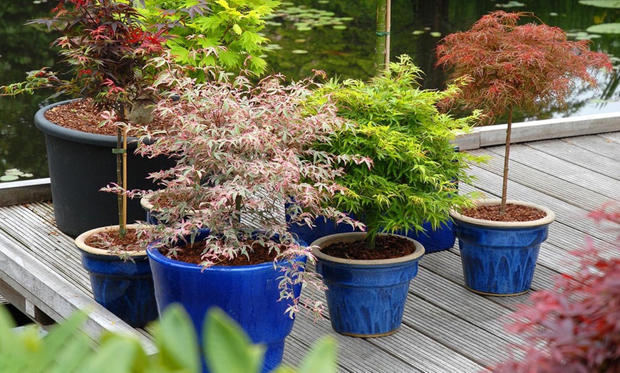 Image 3: Acer Palmatum Collection 